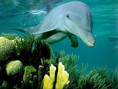 Animals - Dolphin On Coral Reef Wallpapers -  Wallpaper 1024x768